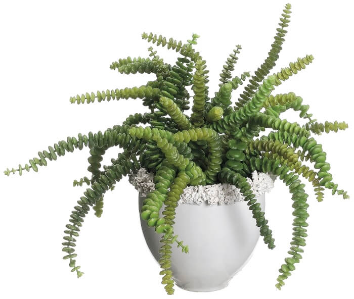 Succulent in Ceramic Vase